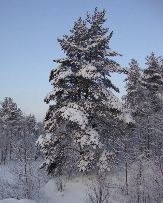 В снежной шали