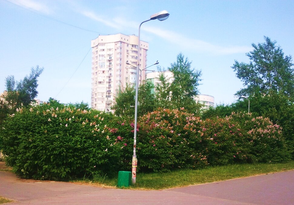 В парке летом