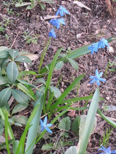 Голубой цветок весны