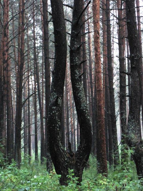Красивая талия