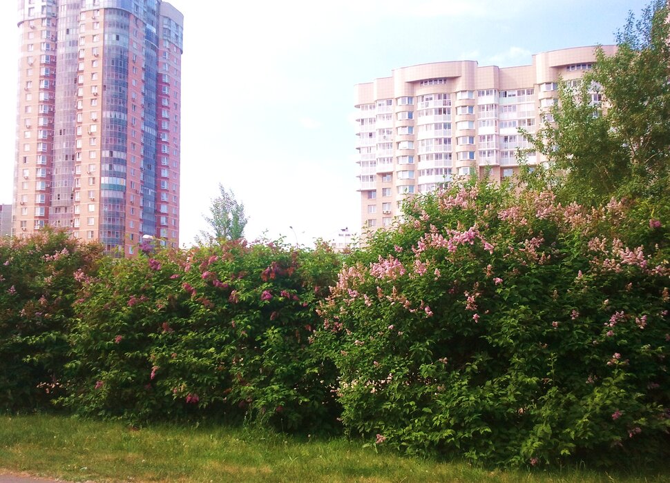 В парке летом