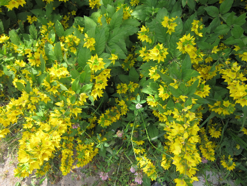 Жёлтые цветочки