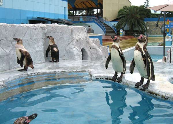 Зоопарк пингвины
