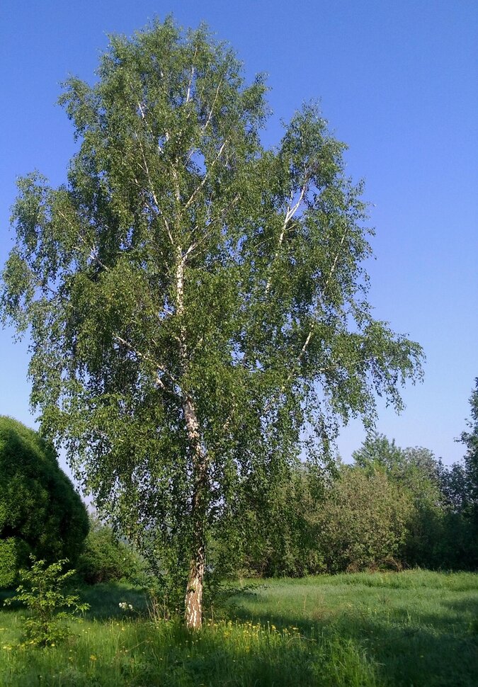 Одинокая березонька