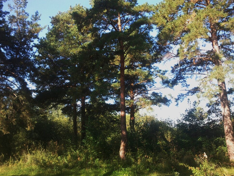 По лесочку