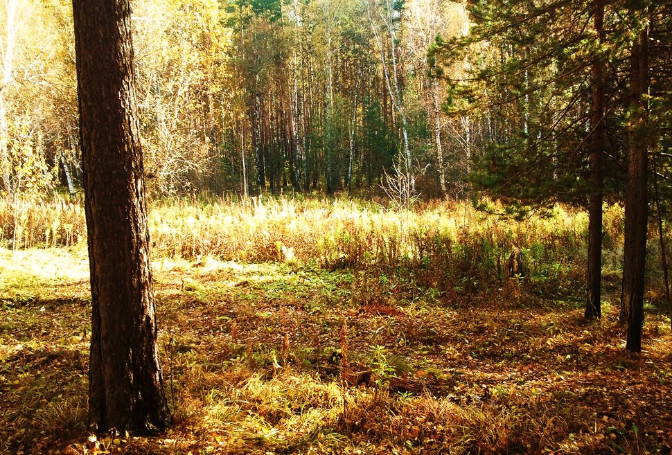 У солнечной полянки