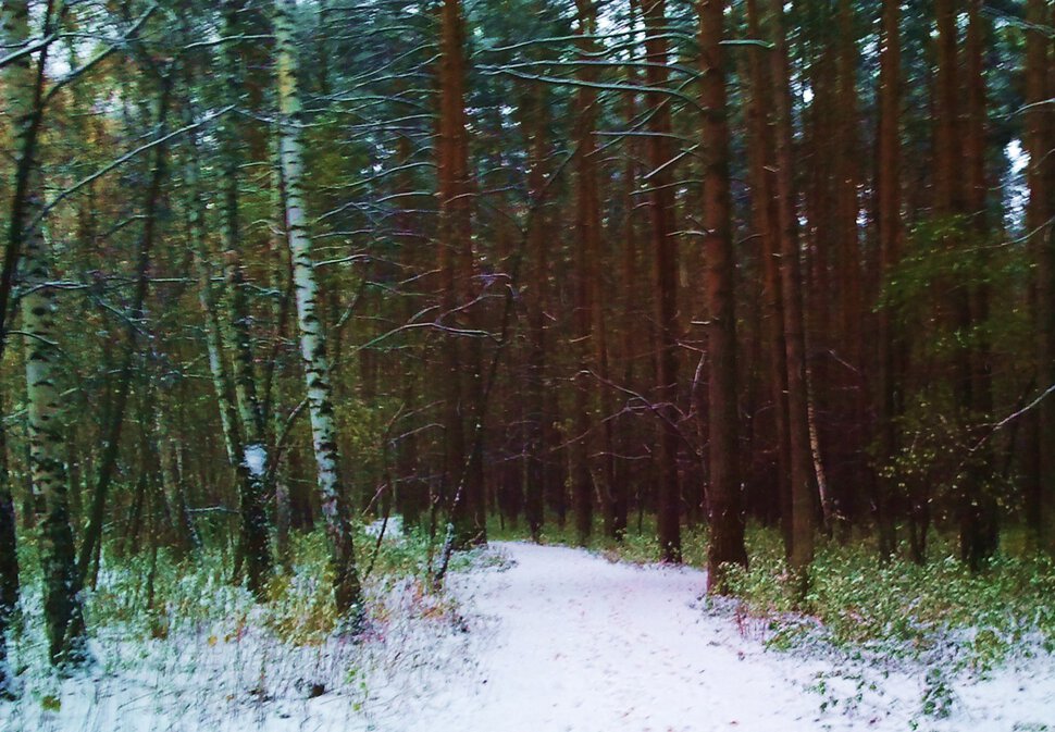 По чуть запорошенному снежком лесу