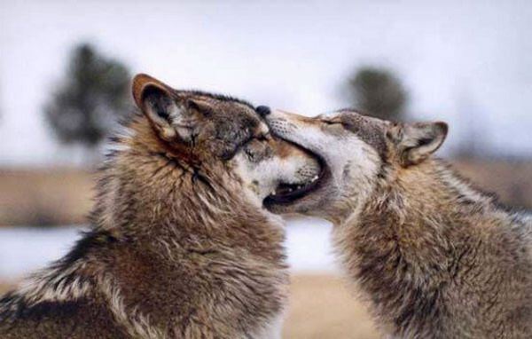 Волчий поцелуй