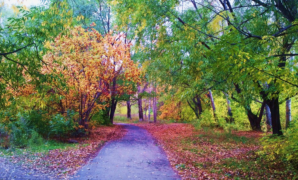 Дорожка в осень