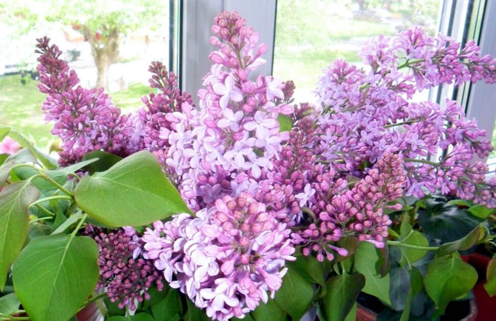 Syringa vulgaris-сирень обыкновенная