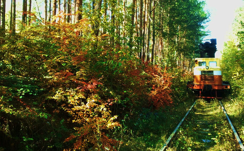На поезде по живописным лесам