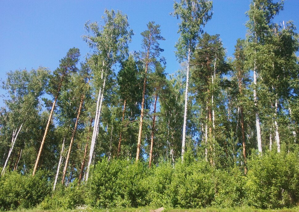 У важного леса