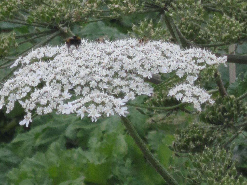 Пчёлка на белых цветах