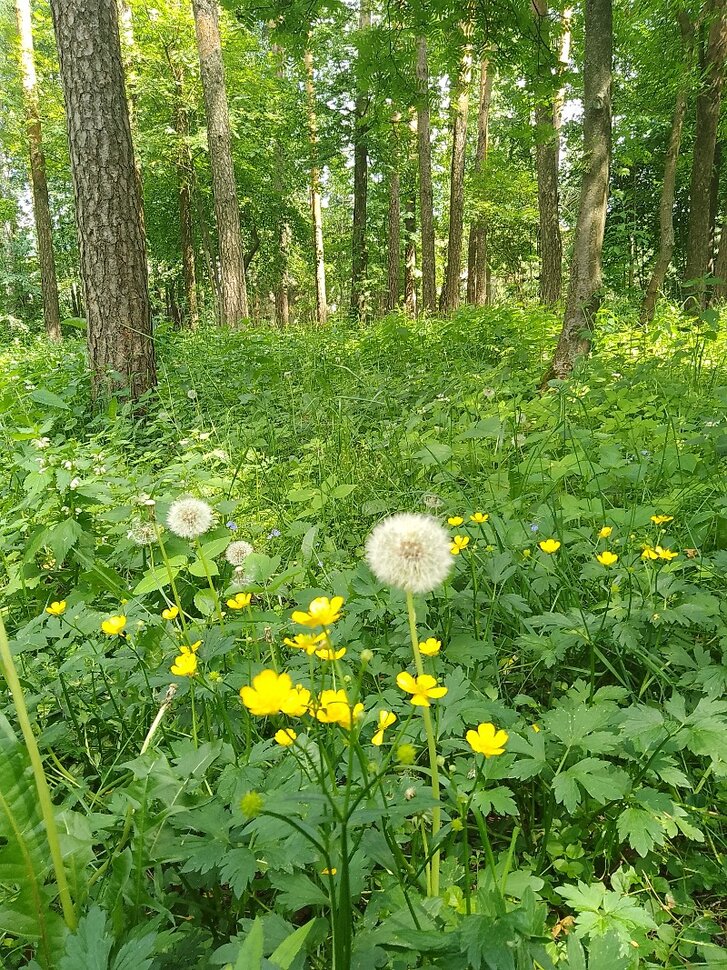 Красочное лето