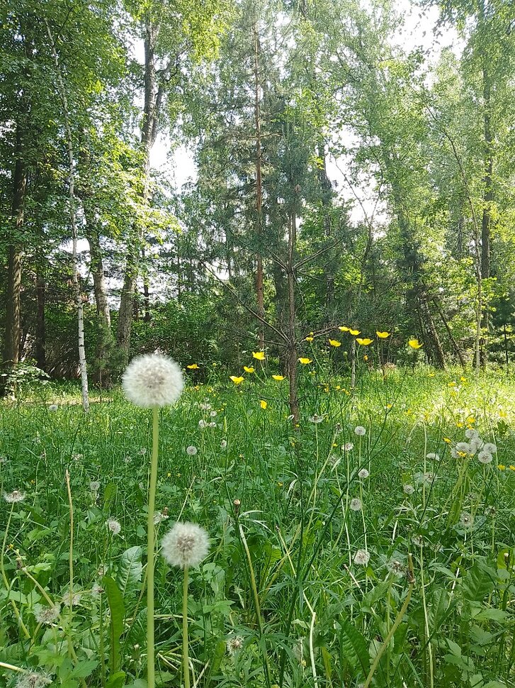 Красочное лето