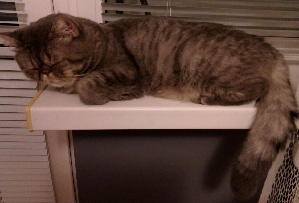 Про кота