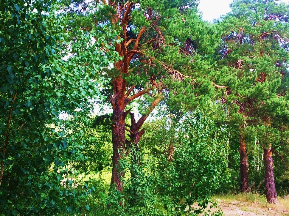 В сосновом лесу