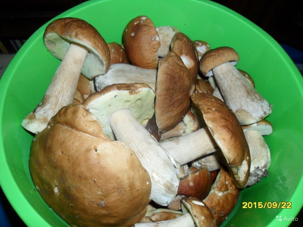 Белый летний гриб