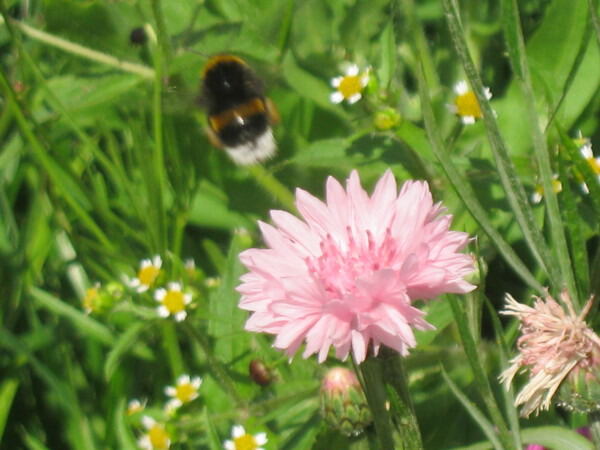 Цветок и пчелка