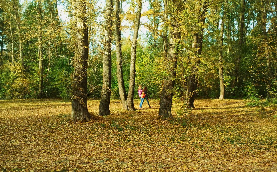 Лесная прогулка