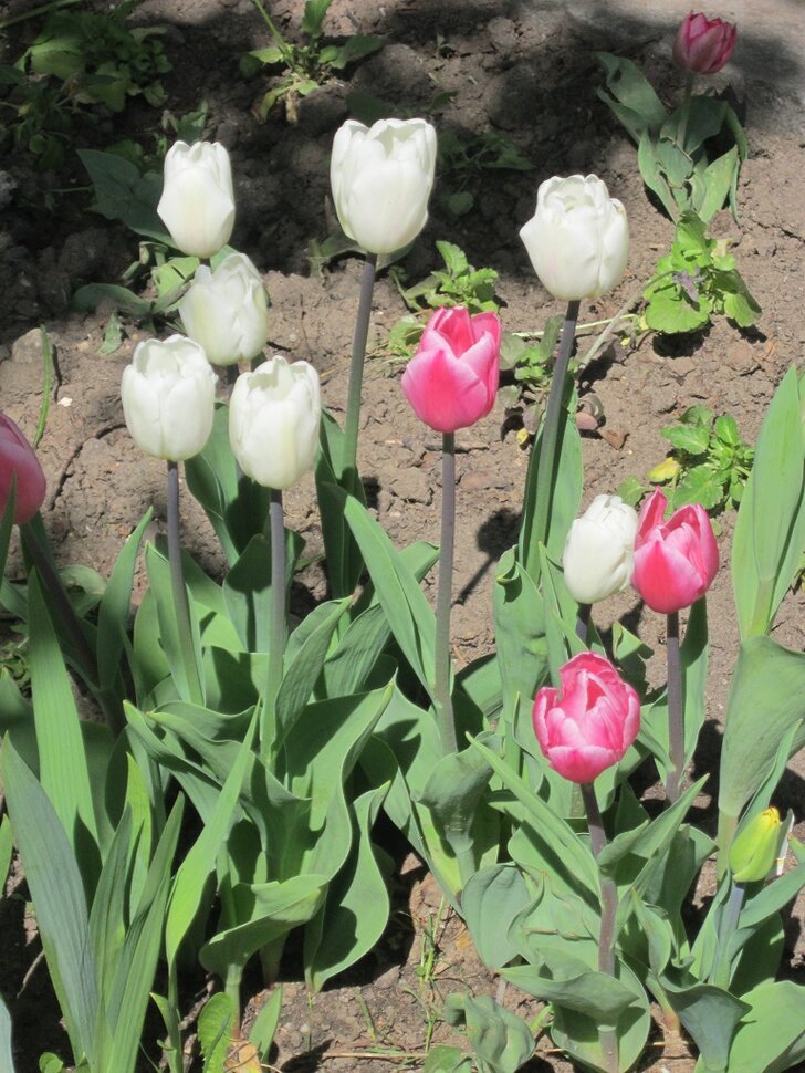 Тюльпаны белые и розовые