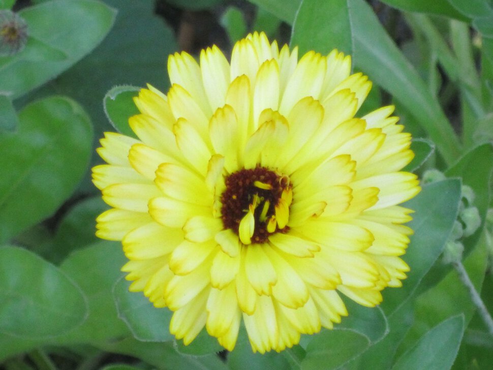 Жёлтый цветочек