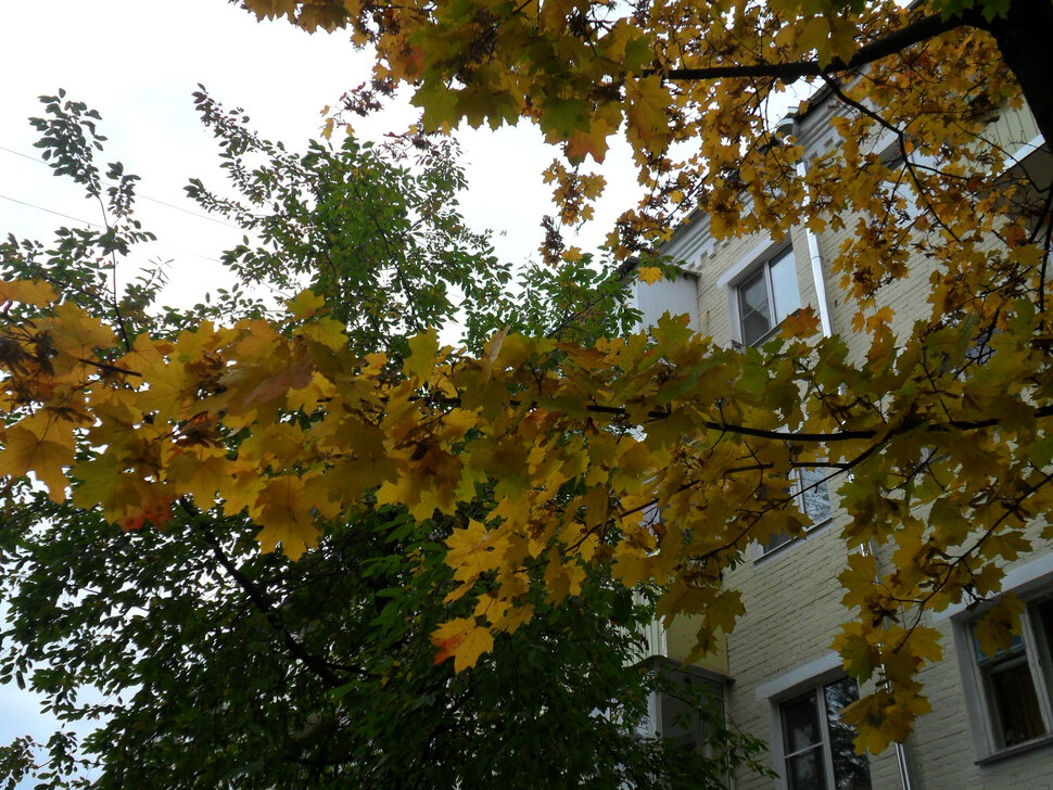 Золотой и бархатный октябрь-красно-жёлтый клён