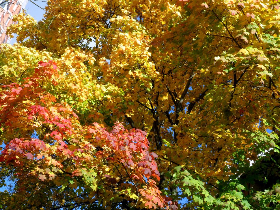Золотой и бархатный октябрь-красно-жёлтый клён