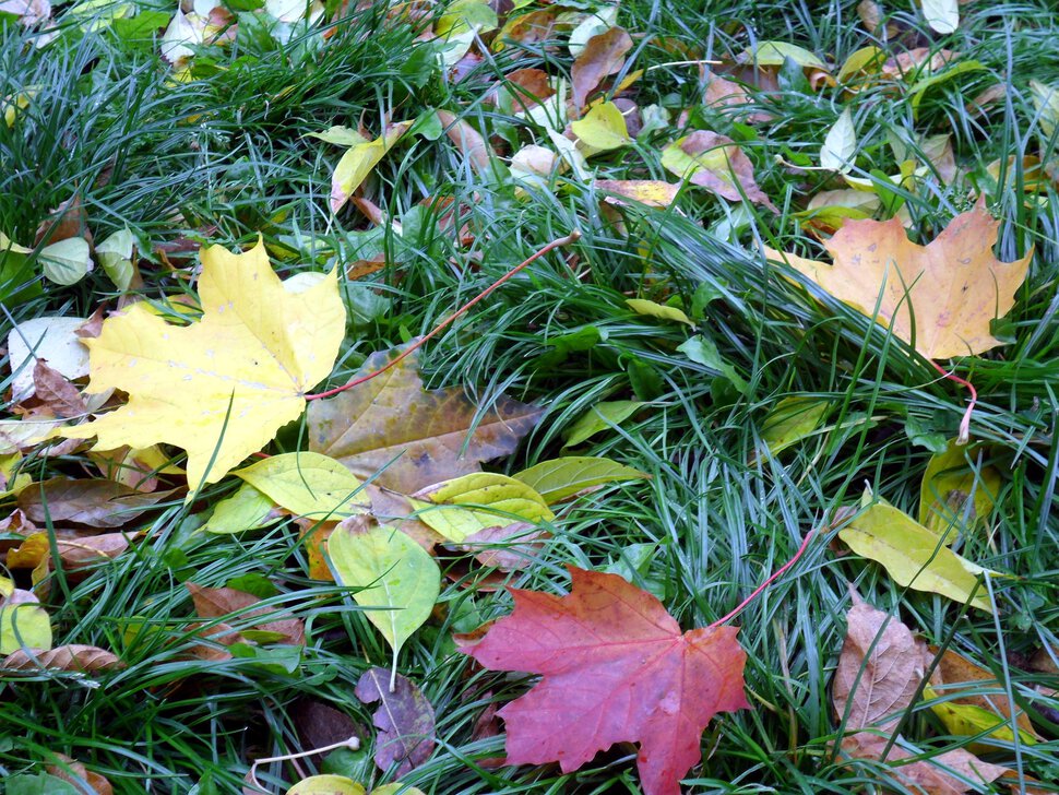 Золотой и бархатный октябрь-красочные листья на траве