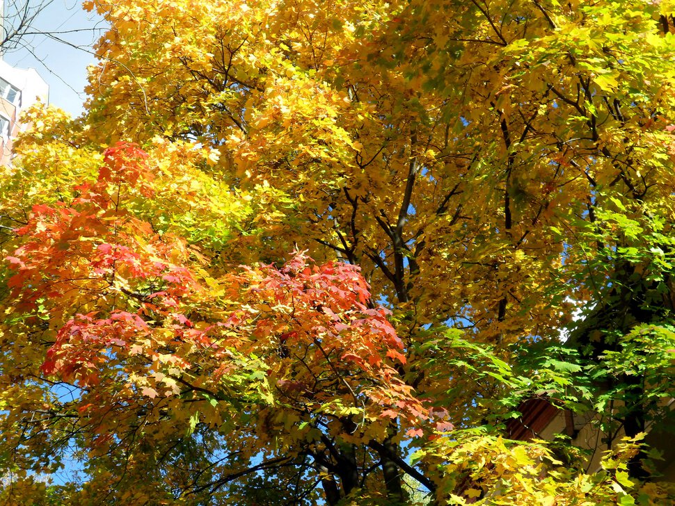 Золотой и бархатный октябрь-разноцветный клён