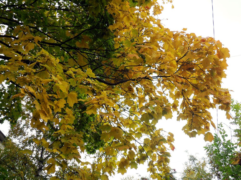 Золотой и бархатный октябрь-ярко-жёлтый клён