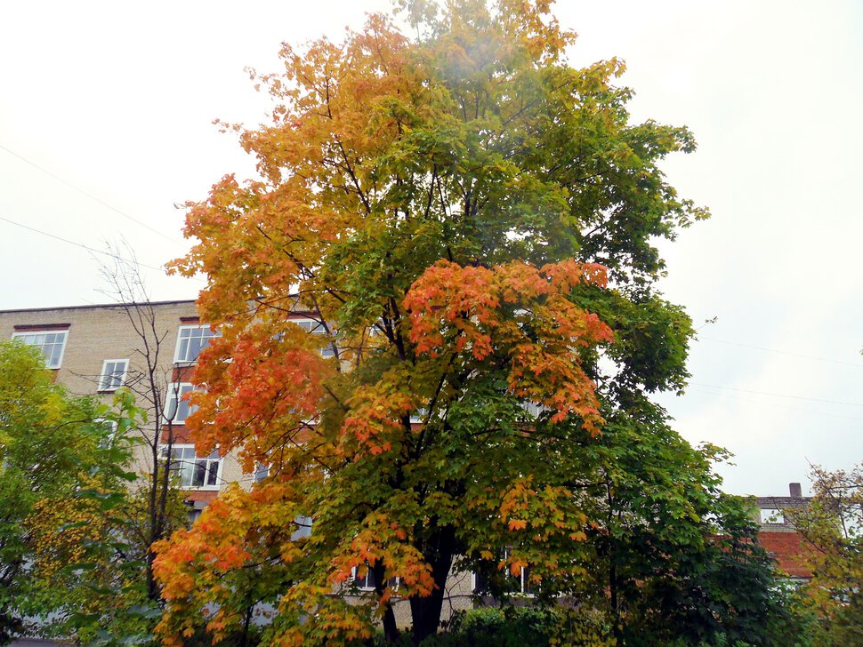 Золотой и бархатный октябрь-зелёно-оранжевый клён