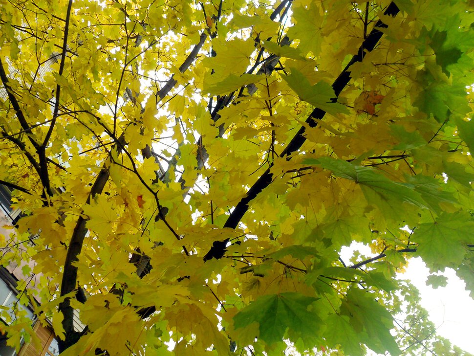 Золотой и бархатный октябрь-зелёно-жёлтый клён