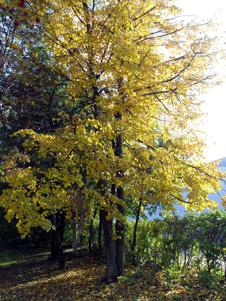 Золотой и бархатный октябрь-желтеющая липа