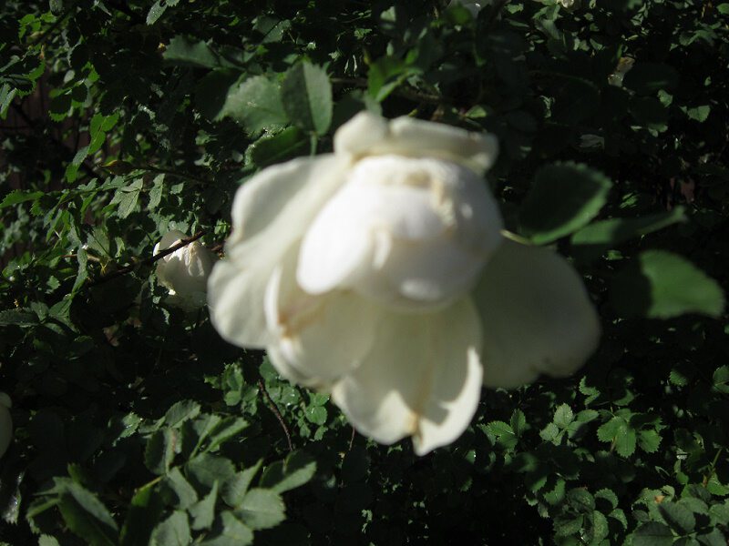 Цветок шиповника