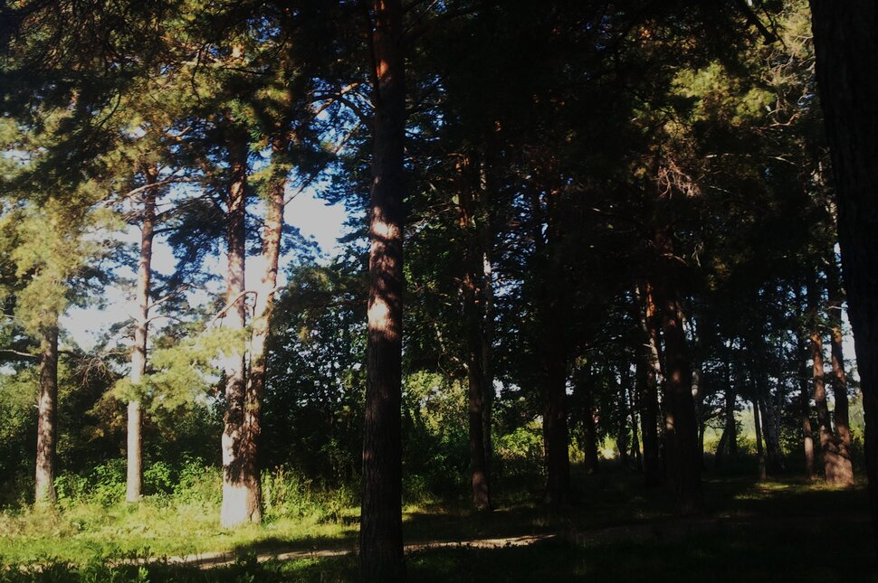 По лесочку