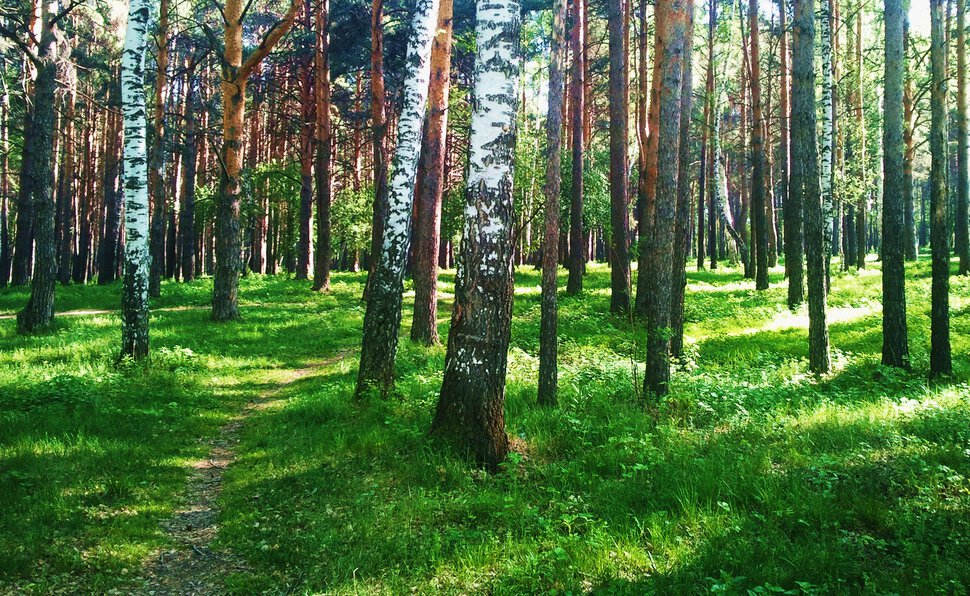 В смешанном лесу