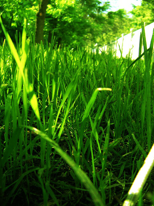 Зелёная - зелёная трава
