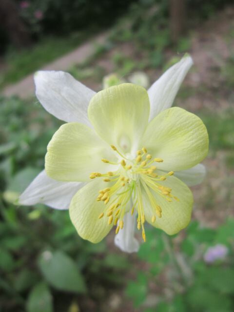 Бело-жёлтый цветок