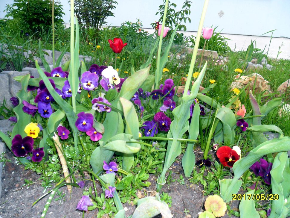 Viola tricolor var.hortensis,Иван-да-марья