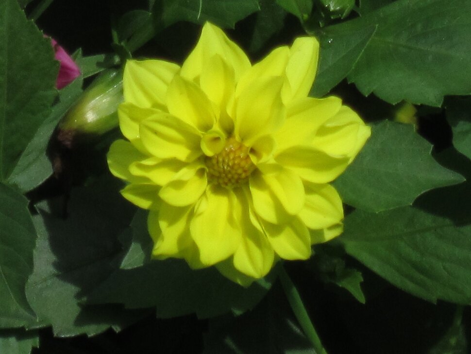 Жёлый цветок