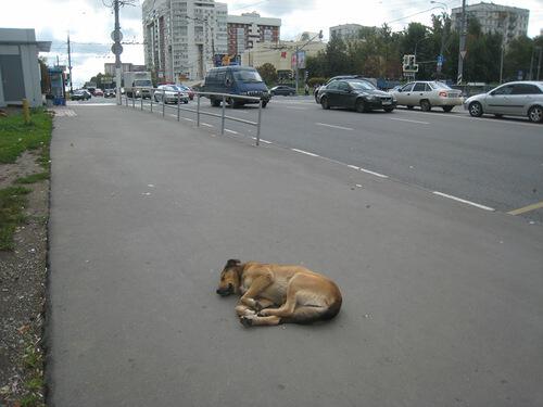 А где то сытно и тепло