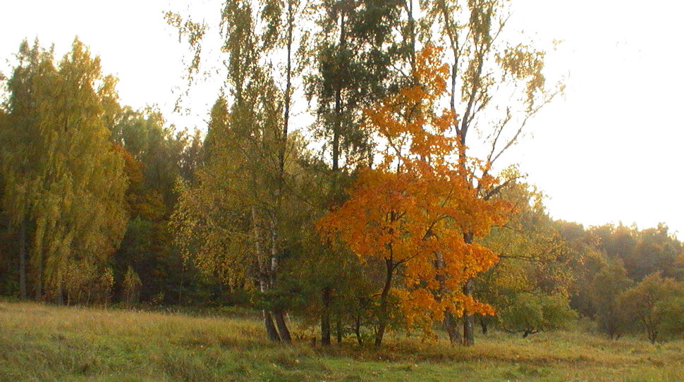 И настала осень