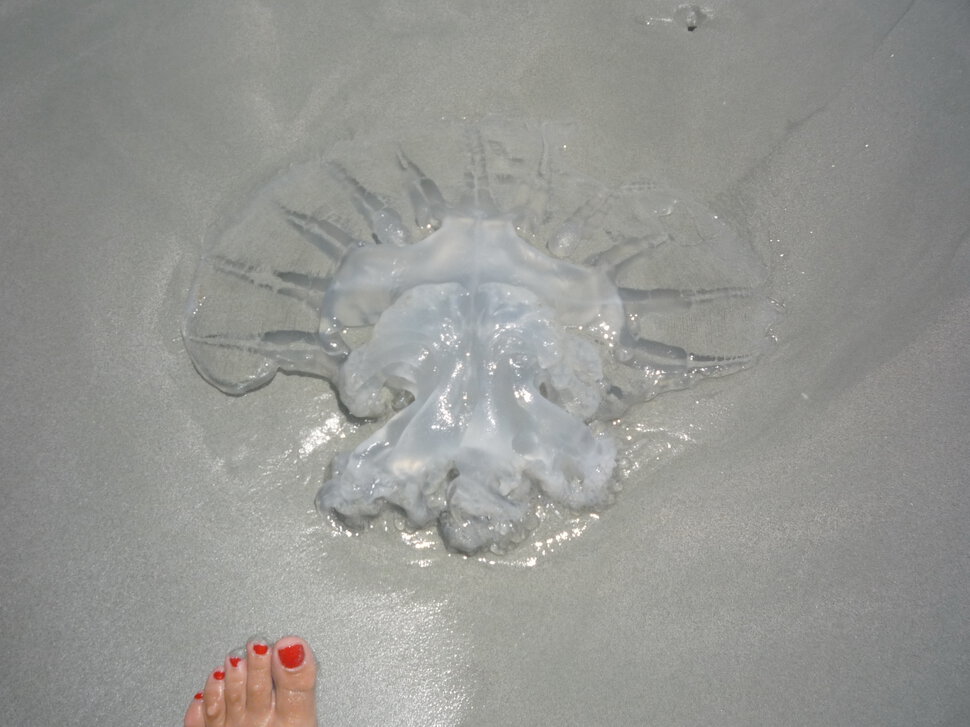 Малютка-медуза