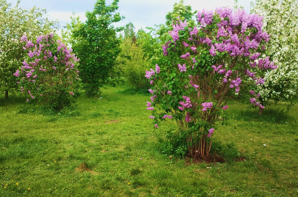 В мае в парке