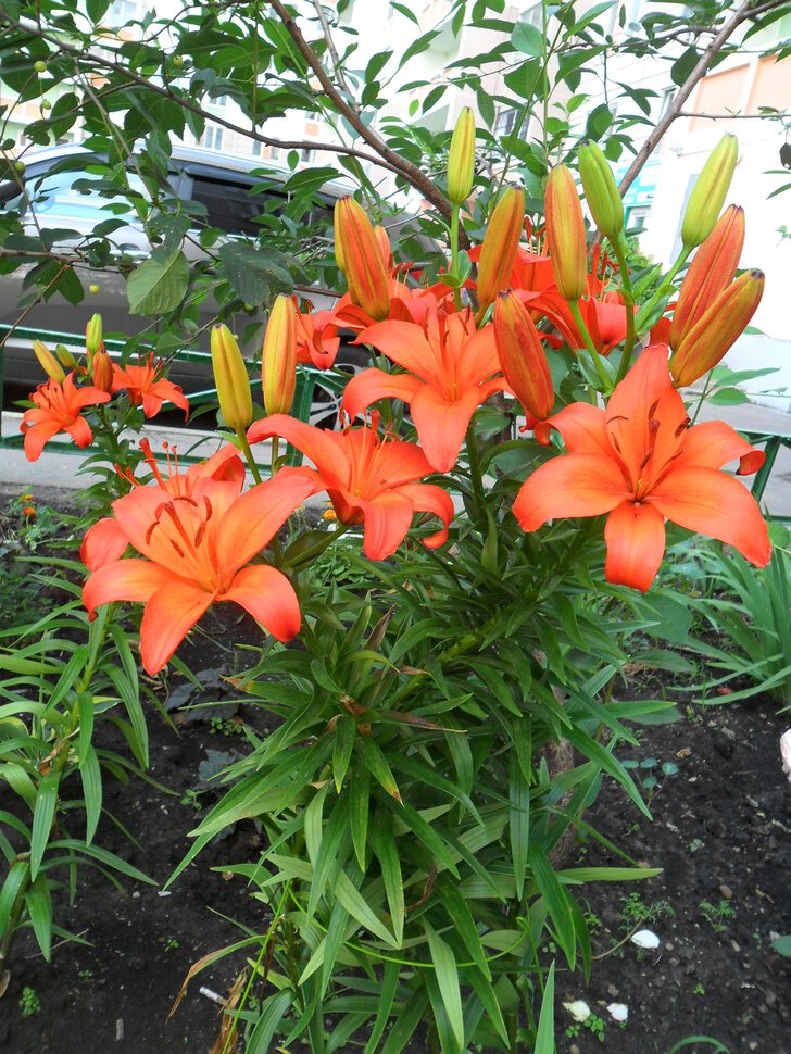 Длинноцветковые,Трубчатые,Оранжевые Лилии