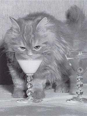 Кот аристократ