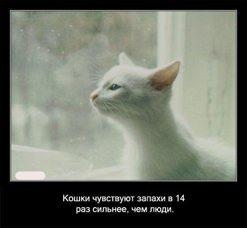 Обоняние