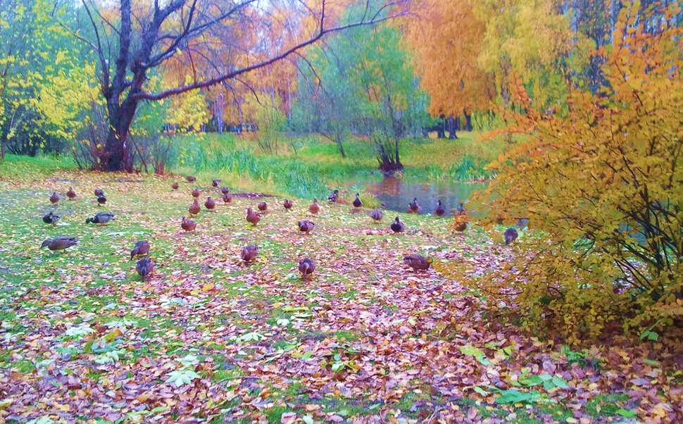 Осень с утками