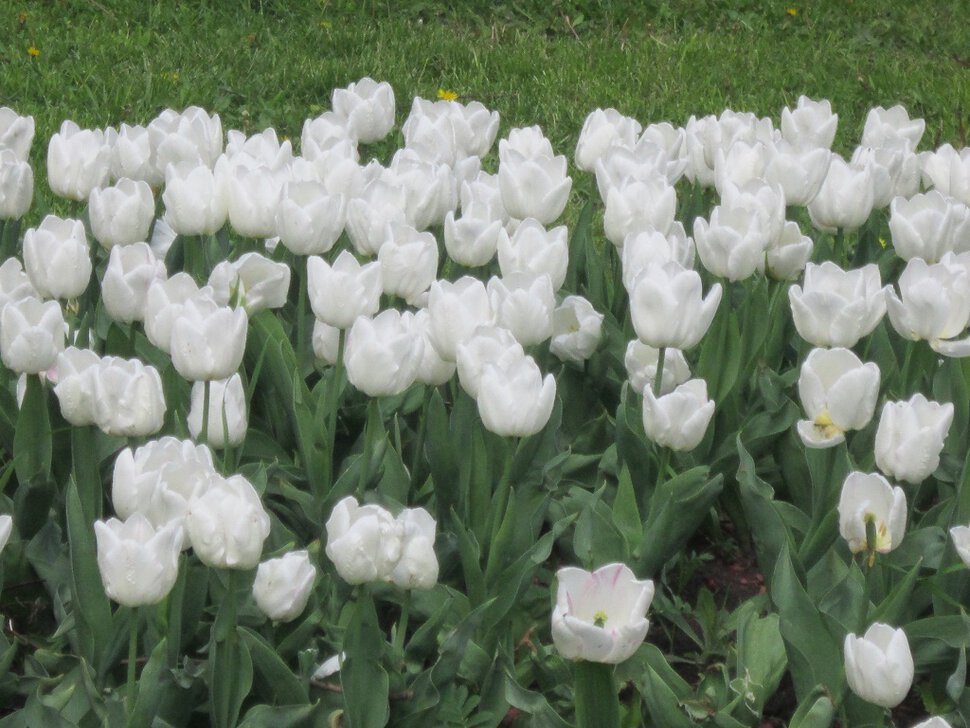Тюльпаны белые